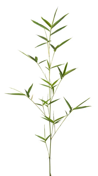 Pianta Bambù Fogliame Rami Con Foglie Verdi Isolate Fondo Bianco — Foto Stock