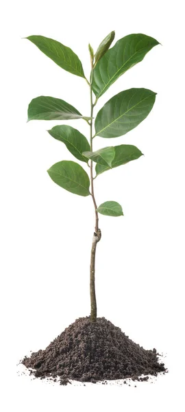 빵나무나 빵나무 질감에 분리되어 빵나무 아라토 Artocarpus Heterophyllus 수있고 — 스톡 사진