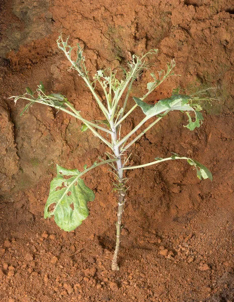 young cabbage plant damaged by insect pests, caterpillars and cabbage worm, ticks and vegetable plant diseases
