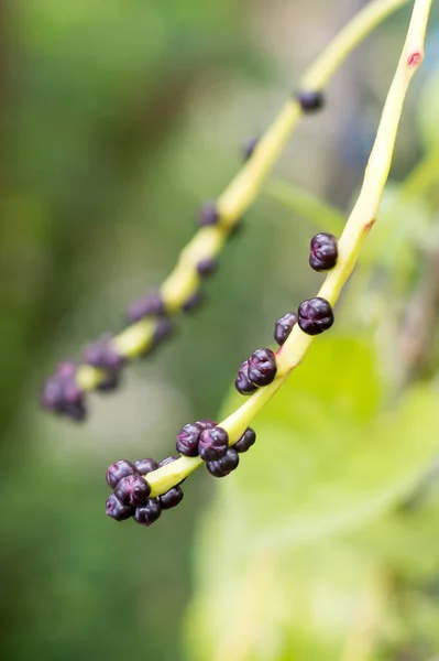 Malabarspinat Oder Ceylon Spinat Pflanzensamen Basella Alba Oder Basella Rubra — Stockfoto