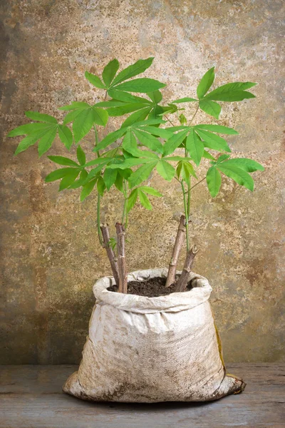 cassava or manihot plant grown in a bag or a sack, also known as manioc, yuca or brazillian arrowroot, calorie-rich vegetable plant grown in recycling and reusable container, home gardening concept