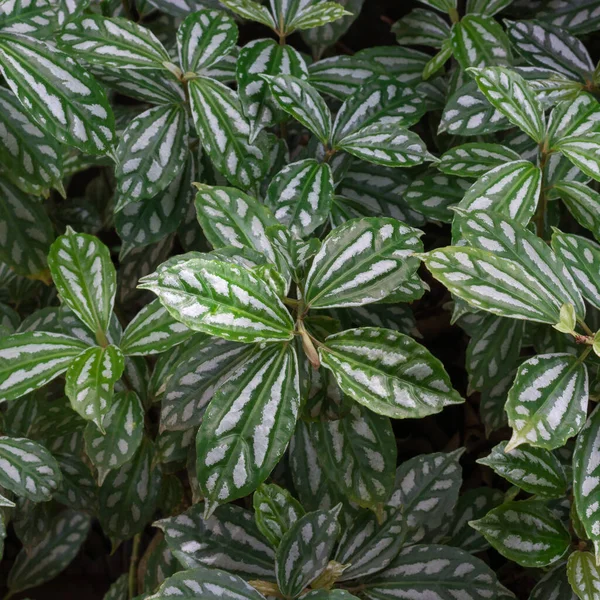 aluminum plant or watermelon pilea foliage, tropical fast growing houseplant in the garden, natural abstract background taken in shallow depth of field