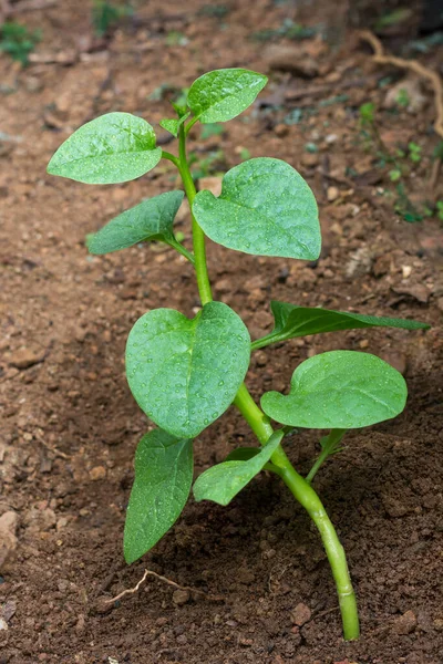 Young Malabar Spinach Ceylon Spinach Plant Garden Basella Alba Basella — Stock Photo, Image