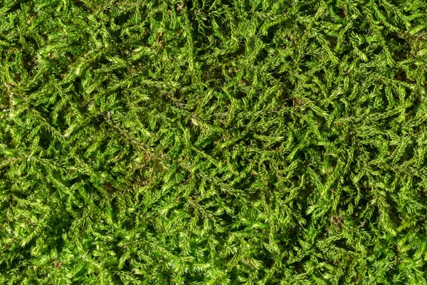 Zöld Moha Háttér Minta Természetes Makroabsztrakt Vagy Tapéta Textúra Közvetlenül — Stock Fotó