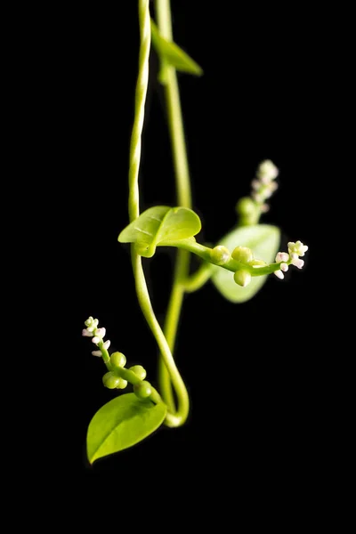 Mladý Malabarský Špenát Nebo Ceylon Špenát Rostlina Réva Izolované Černém — Stock fotografie
