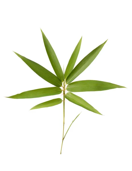 Közeli Kilátás Bambusz Levelek Zöld Lombozat Elszigetelt Fehér Háttér — Stock Fotó