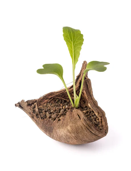 코코넛 껍질에서 자라는 채소나 정원을 채소나 채소를 생분해성 냄비에서 재배하는 — 스톡 사진