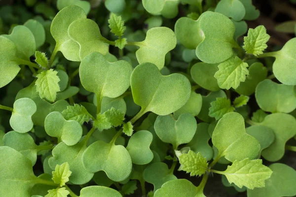 Zöld Mustár Növény Háttér Fiatal Növények Termesztése Közelkép Felülről Makró — Stock Fotó