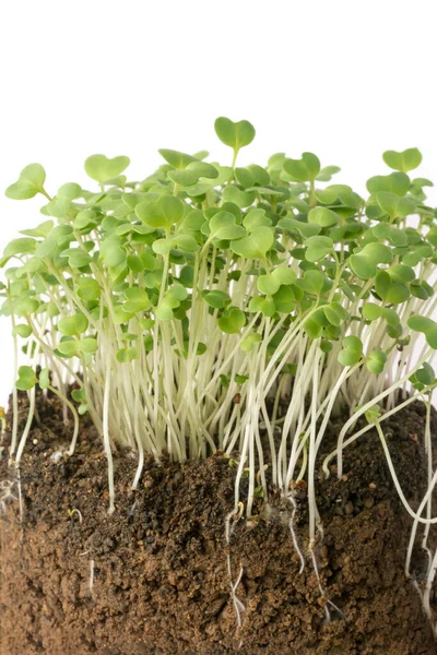 stock image cross section view of growing young plants with soil, plant nursery with tiny roots isolated on white background