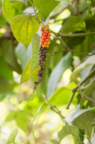 black peppercorn, ripe and dried black pepper fruits or drupes on the pepper tree or vine, spicy and seasoning ingredient, soft-focus background with copy space