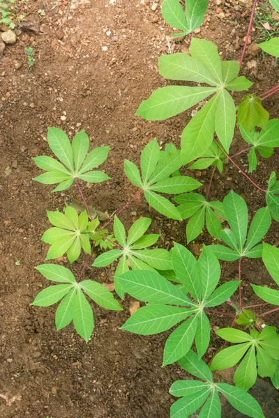 Cassava Manihot Φυτά Που Καλλιεργούνται Στον Κήπο Επίσης Γνωστή Manioc — Φωτογραφία Αρχείου