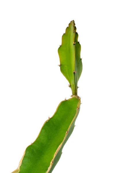Zöld Kaktusz Növény Közeli Fehér Alapon Izolált Éles Tüskékkel — Stock Fotó