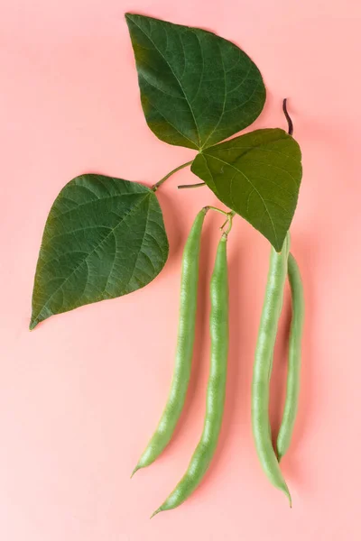 緑の豆の植物の葉 フランス豆 文字列豆やスナップとして知られているぶら下げ豆と 急速に成長している野菜のつる孤立 — ストック写真