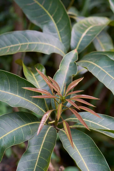 close-up of young mango plant with new leaf growth, selective focus with copy space