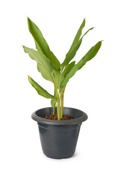 Young Turmeric Plant Growing Black Pot Curcuma Longa Herbal Medicinal — Stock Photo, Image