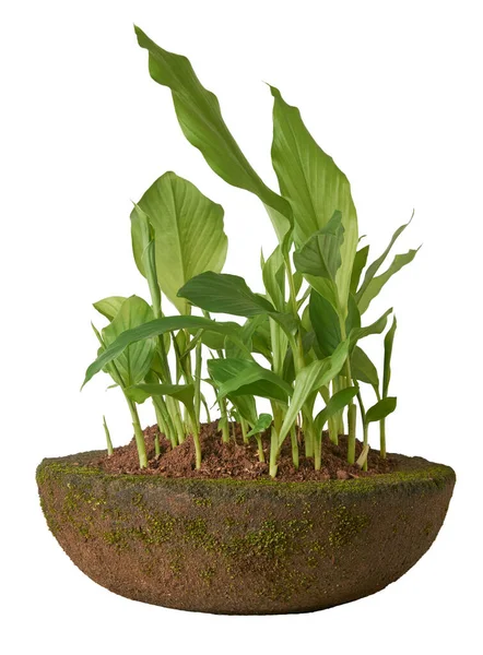 Young Turmeric Plants Growing Cement Pot Curcuma Longa Herbal Medicinal — Stock Photo, Image