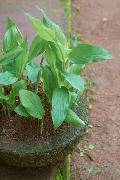 Jonge Kurkuma Planten Groeien Pot Outdoor Curcuma Longa Kruiden Medicinale — Stockfoto