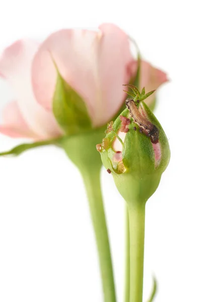 Budworm Alimentação Danos Botões Rosa Mariposa Minúscula Lagarta Mastigar Comer — Fotografia de Stock