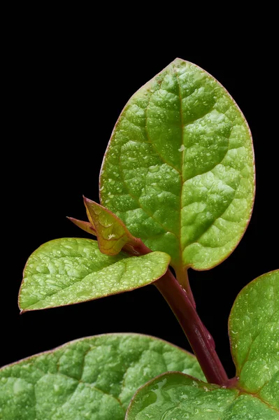 말라바르 시금치나 시금치 식물의 근접촬영 사진은 배경에 물방울로 분리되어 있는데 — 스톡 사진