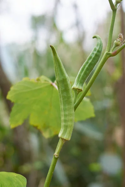 Close Okra Okro Planta Com Frutas Abelmoschus Esculentus Também Conhecido — Fotografia de Stock