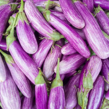 Patlıcan yığını ya da brinjal, sebze arka planı, yukarıdan yakın çekim görüntüsü alan derinliği