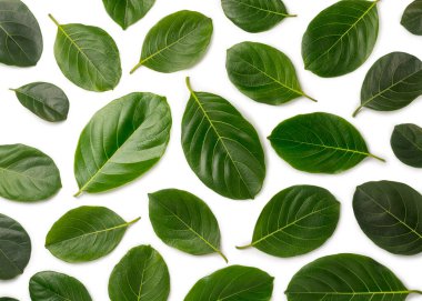 Jackfruit ya da jak tree yaprakları desen arka plan dokusu, tıbbi amaçlar için yenilebilir yararlı yapraklar, beyaz üzerinde soyut yakın plan