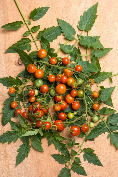 Freshly Harvested Cherry Tomatoes Leaves Wooden Surface Taken — Stock Photo, Image