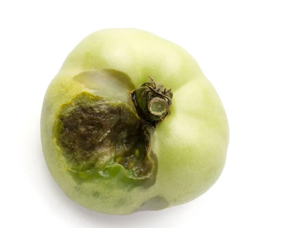 白い背景に隔離された腐ったジャガイモや悪いジャガイモ トマトの腐敗の兆候 不健康な野菜を食べたバグのクローズアップ — ストック写真