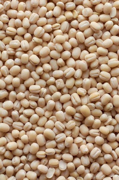 macro close-up of organic polished white urad dal, vigna mungo, also known as ulundu paruppu, or urad bean or mash kalai, full frame food background