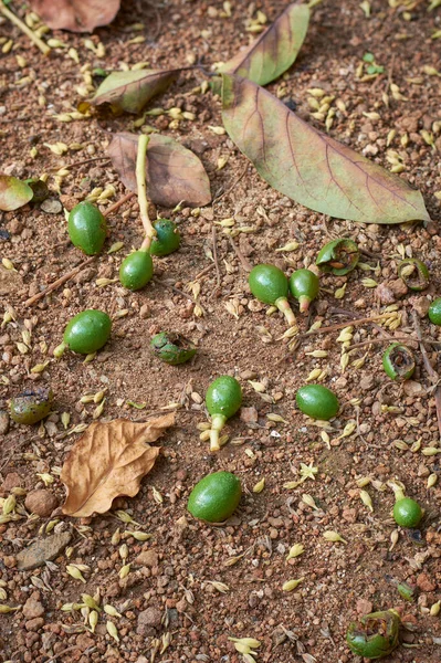 fallen avocado embryos or baby avocados and unpollinated flowers, dropped small immature fruits develop from the avocado flowers after pollination damaged by pests, garden background with copy space