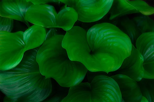 Zelená Srdce Tvaru Hosta Listy Přírodní Tapety Pozadí Textury — Stock fotografie