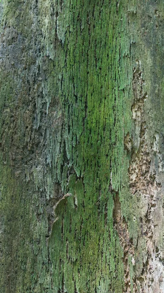 Ardżun Lub Kora Drzewa Ardżuna Dolny Tułów Tekstury Pokryte Mchem — Zdjęcie stockowe