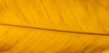 canlı sarı yaprak kapatma, arkaplan dokusu, grafik tasarımı için duvar kağıdı arkaplanı