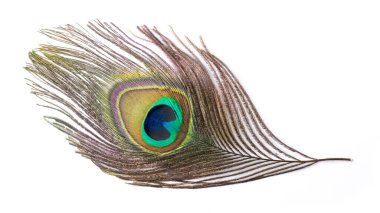 Beyaz arka plan üzerinde izole renkli tavus kuşu tüyü