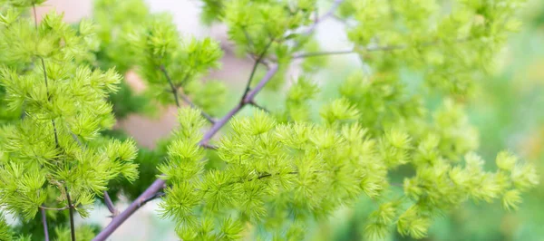 Groene Bladeren Bladeren Abstract Behang Achtergrond Close Weergave Van Natuurlijke — Stockfoto