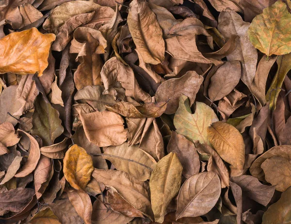 Suché Listy Stromů Mrtvé Padlé Zbarvené Listy Povrch Přírodní Pozadí — Stock fotografie