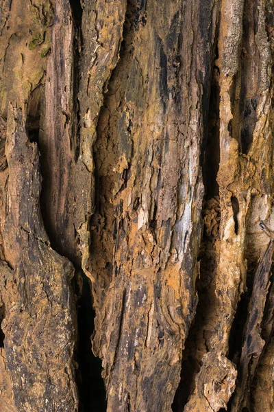陈腐腐烂树干背景纹理 特写摘要 颓废木材背景 — 图库照片