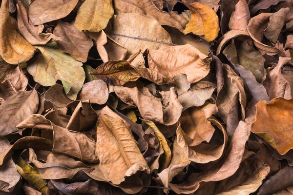 Suché Listy Stromů Mrtvé Padlé Zabarvené Listy Povrch Přírodní Pozadí — Stock fotografie