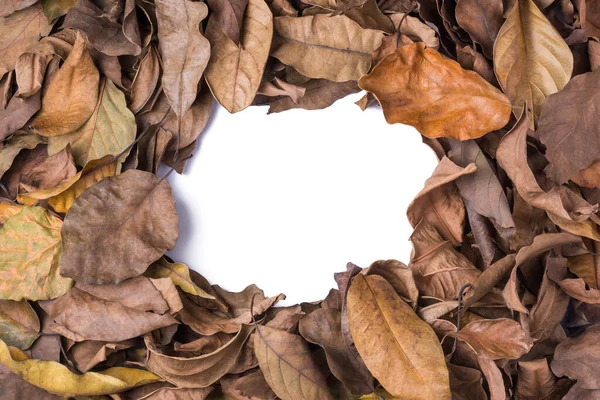 Gedroogde Boombladeren Dood Gevallen Verkleurde Bladeren Oppervlak Natuurlijke Frame Achtergrond — Stockfoto