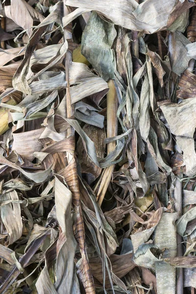 Kurumuş Muz Ağacı Yaprakları Ölü Düşmüş Solmuş Yapraklar Çürümeye Hazır — Stok fotoğraf