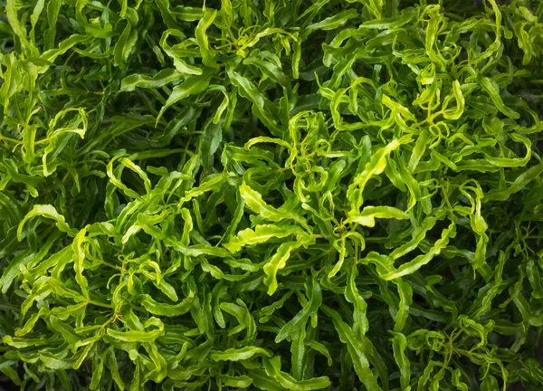Groene Tropische Bladeren Abstracte Textuur Natuurlijke Achtergrond Achtergrond Behang Voor — Stockfoto