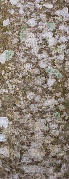 Textura Casca Árvore Camada Mais Externa Tronco Árvore Fundo Sem — Fotografia de Stock