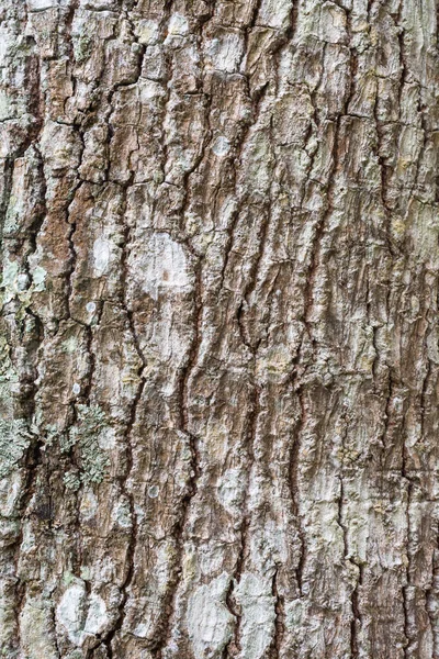 seamless outermost layer of tree, hardwood tree bark texture background, closeup view of natural wallpaper, backdrop for designing