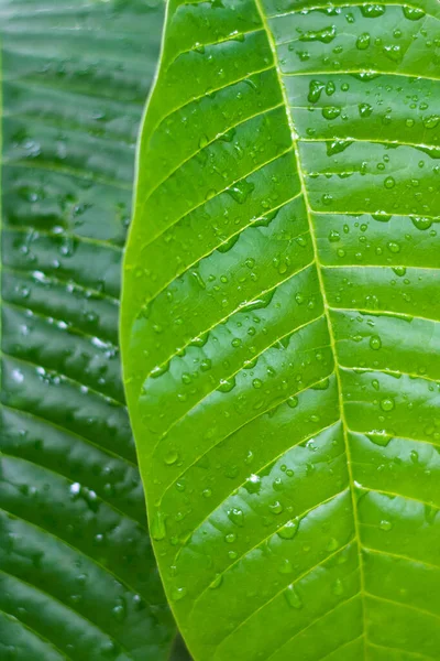 Folhas Verdes Com Gotas Água Textura Fundo Papel Parede Pano — Fotografia de Stock