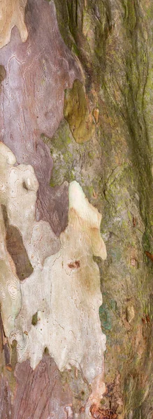 树的最外层无缝 常见的番石榴树皮纹理背景 天然墙纸的特写视图 抽象或背景设计 — 图库照片