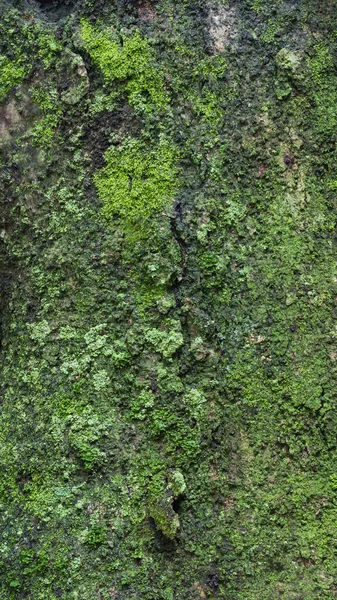 Απρόσκοπτη Εξωτερική Στρώση Φλοιού Δέντρου Βρύα Υφή Φόντο Κοντινή Προβολή — Φωτογραφία Αρχείου
