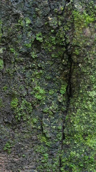 Ağaç Kabuğunun Yosun Dokusu Arka Planına Sahip Pürüzsüz Dış Tabakası — Stok fotoğraf