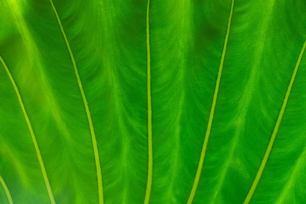 Astratto Vibrante Foglia Verde Sfondo Texture Sfondo Simmetrico Carta Parati — Foto Stock