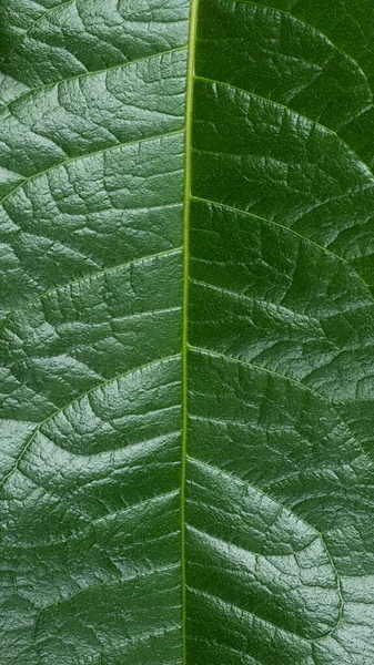 Detailní Pohled Zrnitý Hrubý Povrch Tropického Listu Tmavě Zelenou Symetrickou — Stock fotografie