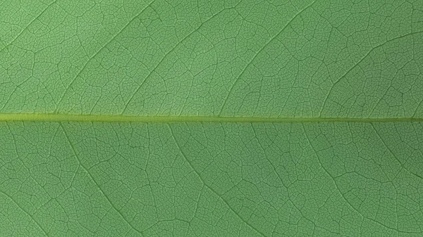 Detail Listu Makro Textura Pozadí Symetrické Zelené Pozadí Tapety — Stock fotografie